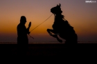 Horse following commands of its master Silhouette