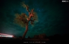 The lonely tree at Princess of Hope spot near Ormara Balochistan in Pakistan