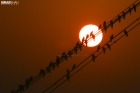 birds-silhouette-on-the-sun