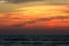 migrating birds over the sea at Karachi during sunset