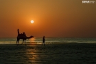 sunset-camel