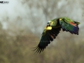 Amazon Parrot Flight