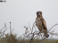 An owl resting before the encounte