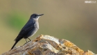 Blue Rock Thrush spotted in Naran Valley of Pakistan