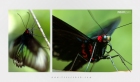 Butterfly-macro-by-israr-shah