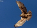 Falcon captured during falconry in Karachi.jpg