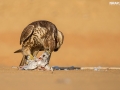 Falcon enjoys its lunch during Falconry