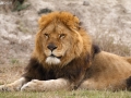 Lion At Lahore Safari