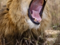 Lion Roars at Lahore Safari
