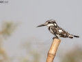 Pied KingFisher Resting