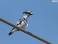 Pied KingFisher catches a fish for the lunch 001