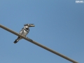 Pied KingFisher catches a fish for the lunch 002