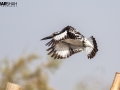 Pied Kingfisher Flight