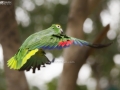 The Amazon Parrot Frozen in the Air