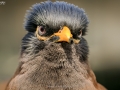 The Angry Bird.jpg