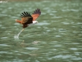 langkawi-eagle-feeding-catch