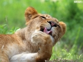 lion-paw-cleaning