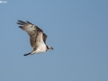 osprey-bird2