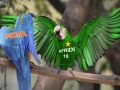 pakvsind-israrshahphotography-macaw