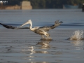 pelican-flight