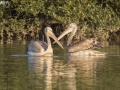 the-duo-pelicans