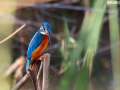 the-stunning-and-beautiful-kingfisher